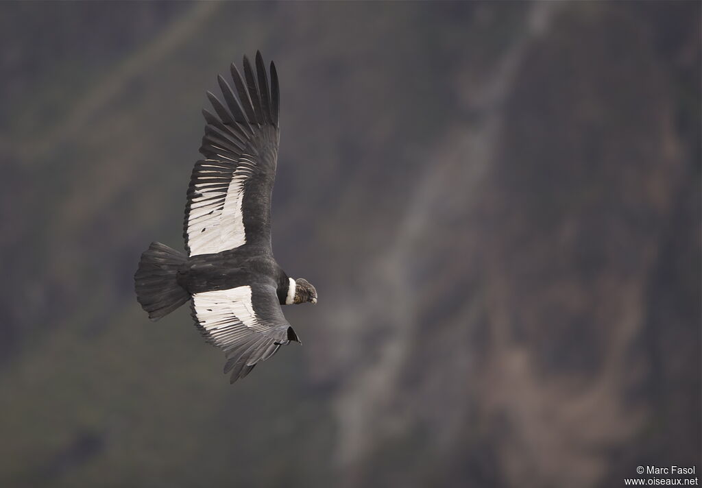 Condor des Andesadulte, Vol