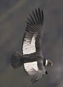 Andean Condor