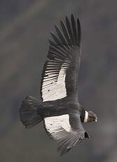 Condor des Andes