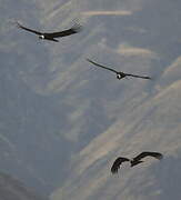 Andean Condor