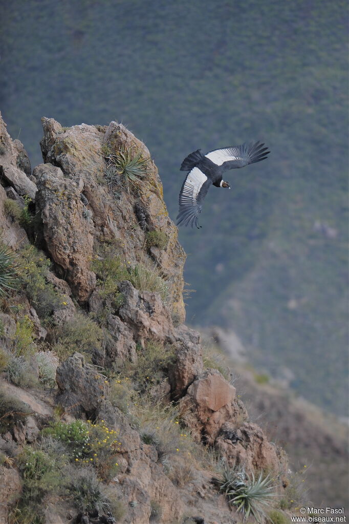 Condor des Andesadulte, Vol