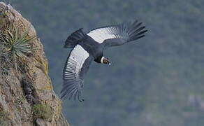 Condor des Andes