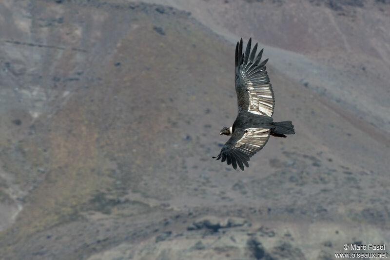 Andean Condorsubadult, Flight