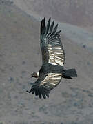 Andean Condor