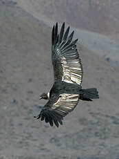 Condor des Andes