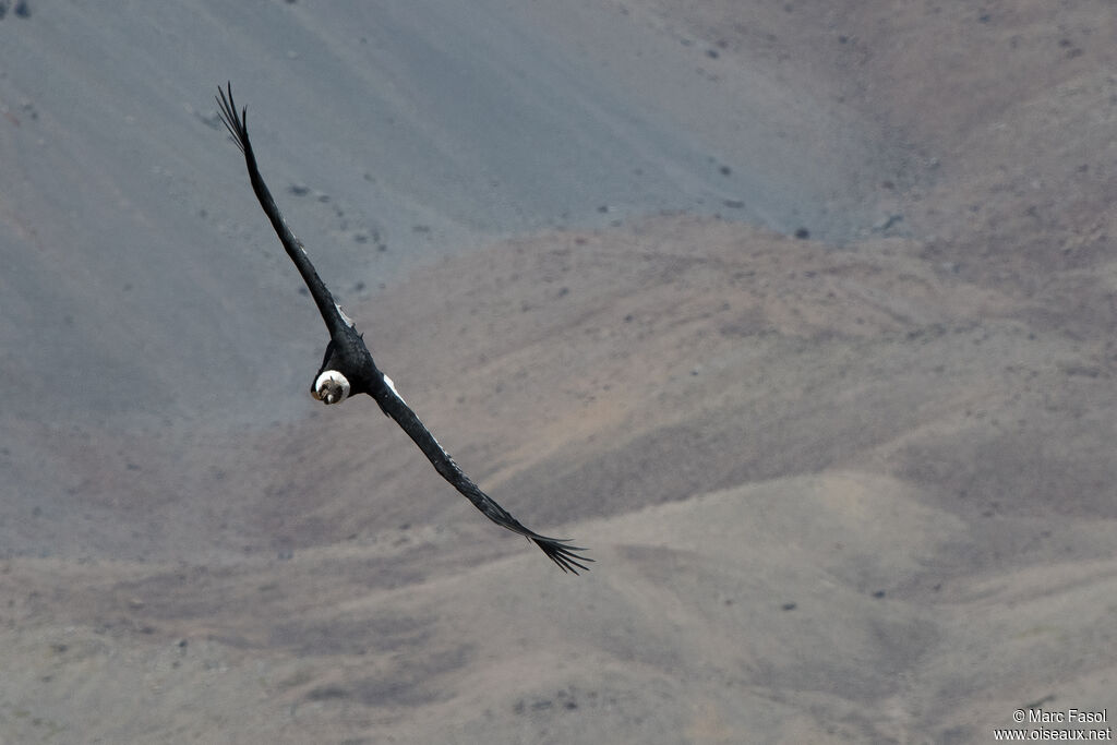 Condor des Andesadulte, Vol