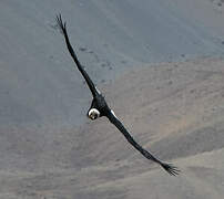 Condor des Andes