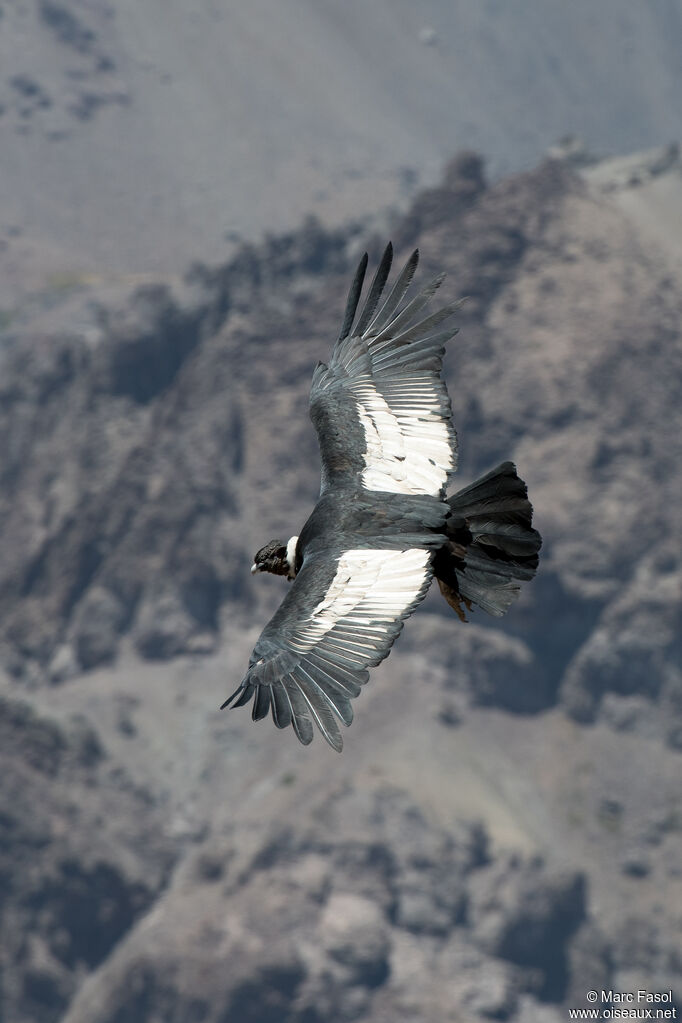 Condor des Andesadulte, Vol