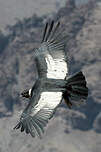 Condor des Andes