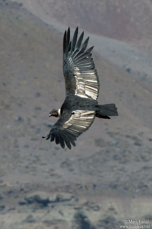 Condor des Andessubadulte, Vol