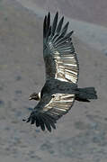 Condor des Andes