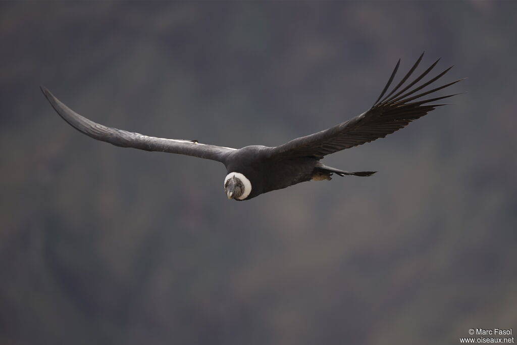 Condor des Andesadulte, Vol