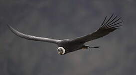 Condor des Andes