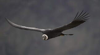 Condor des Andes