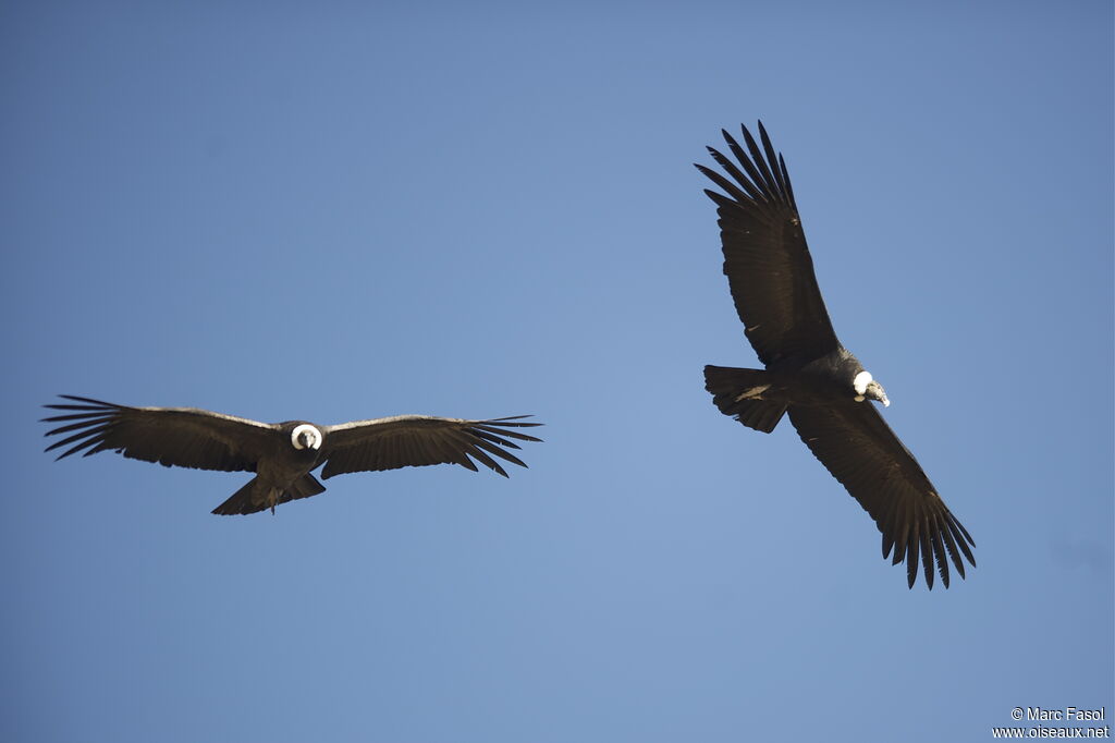 Condor des Andesadulte, Vol