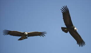 Andean Condor