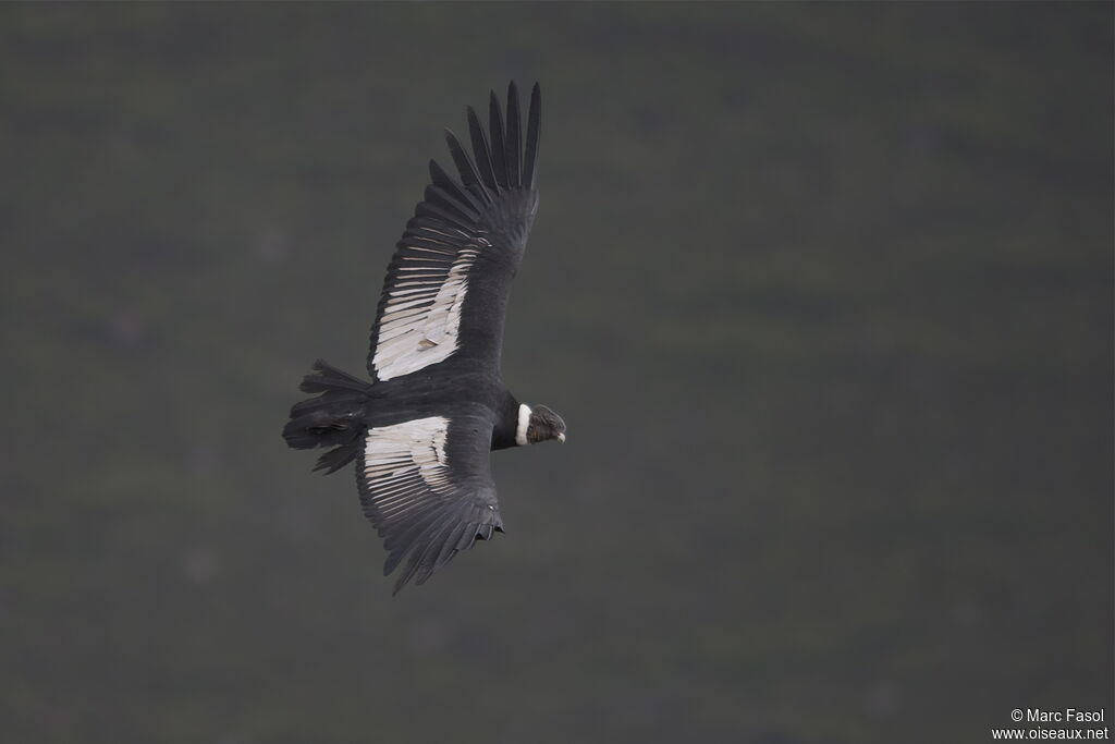 Condor des Andesadulte, Vol