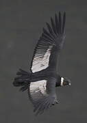 Andean Condor