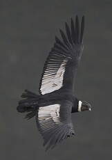 Condor des Andes