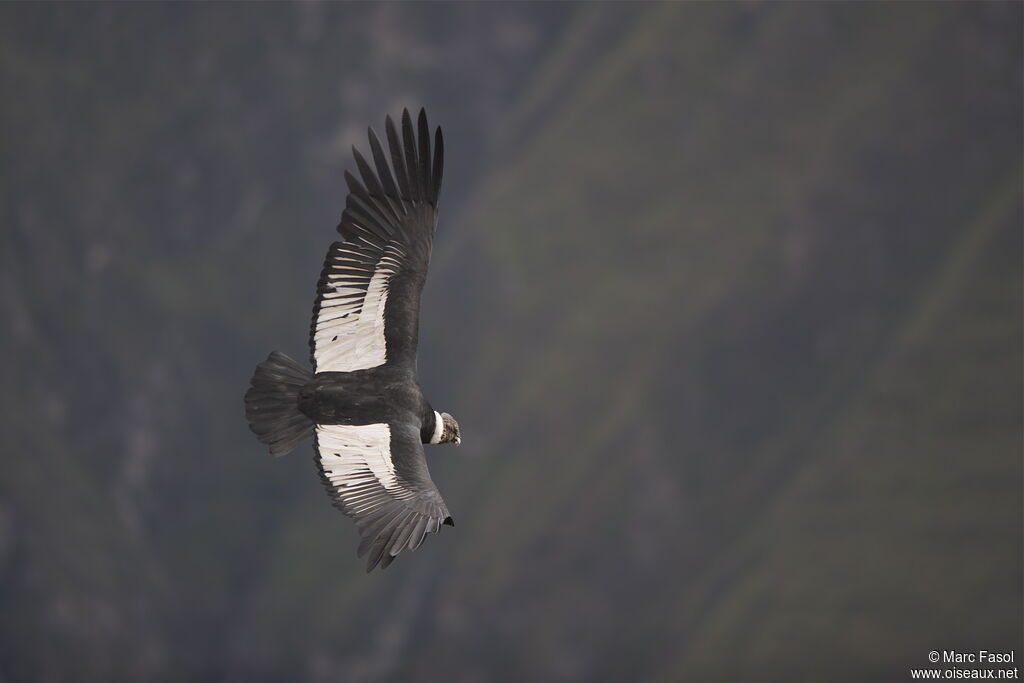 Condor des Andesadulte, Vol