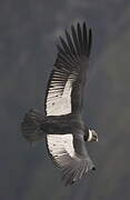 Andean Condor