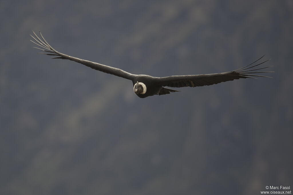 Andean Condoradult, Flight