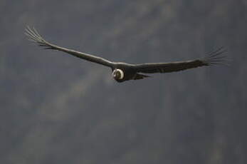 Condor des Andes