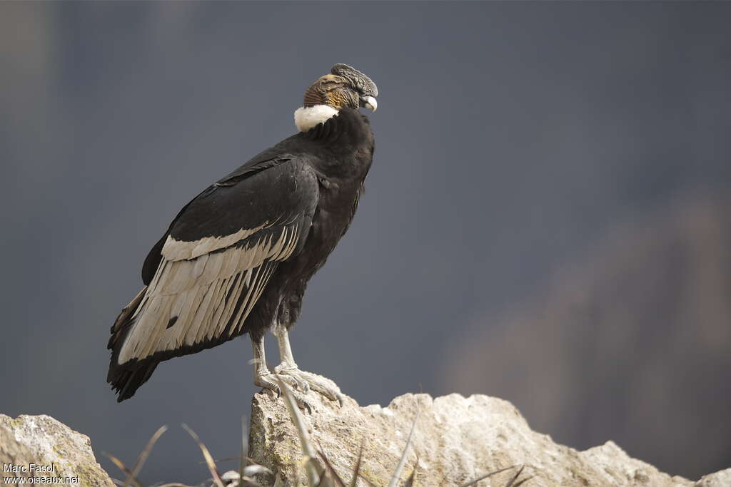 Andean Condor male adult, identification