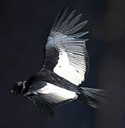 Andean Condor