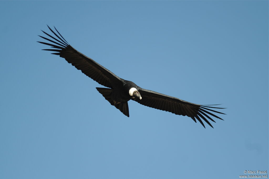 Andean Condoradult, Flight