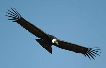 Condor des Andes