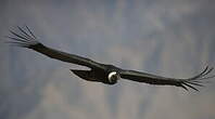 Condor des Andes