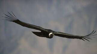 Andean Condor