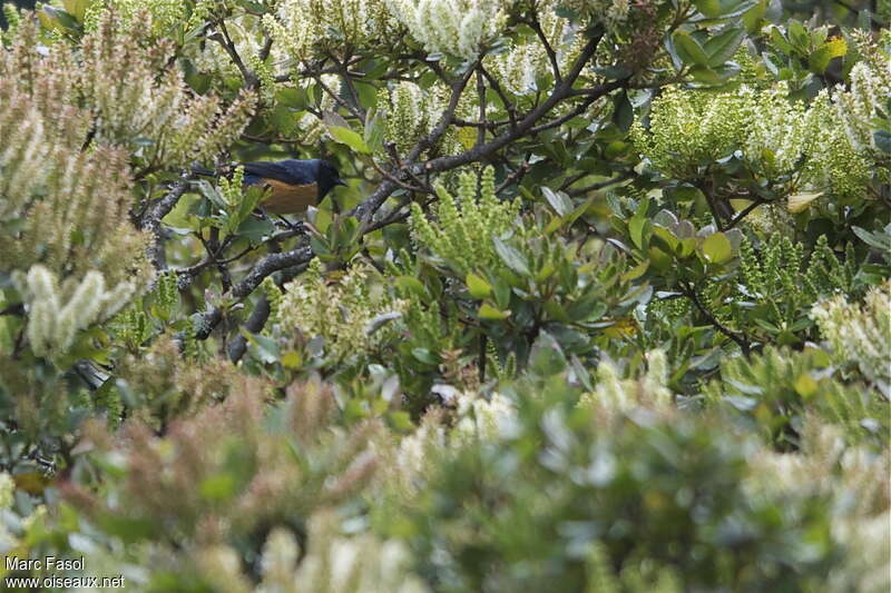 Conirostre à cape bleue mâle adulte, habitat, pigmentation