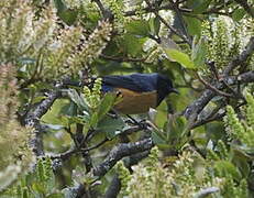 Blue-backed Conebill