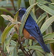 Blue-backed Conebill