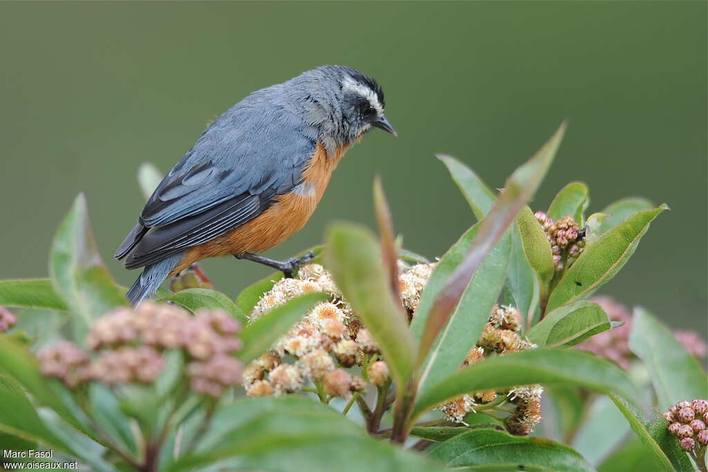 White-browed Conebilladult, feeding habits