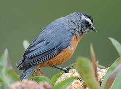 White-browed Conebill