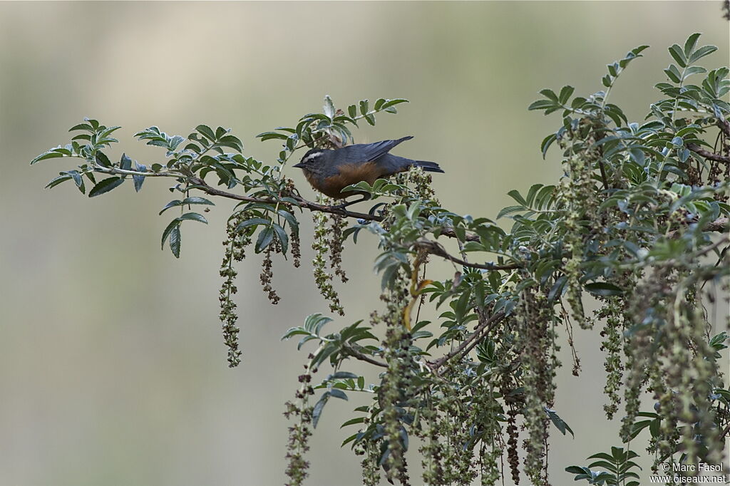 Conirostre à ventre rouxadulte, identification