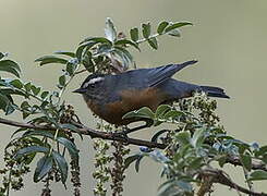 White-browed Conebill