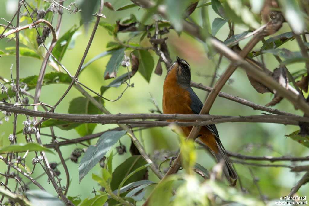 White-browed Conebilladult, identification