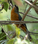 White-browed Conebill