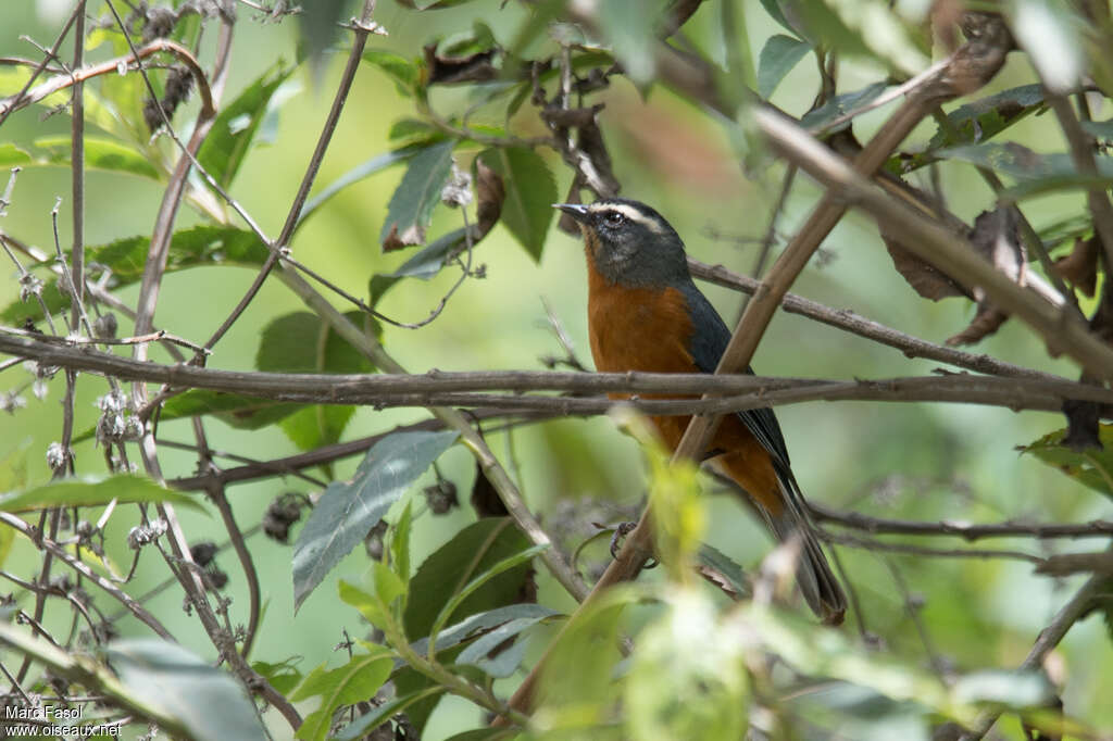 White-browed Conebilladult