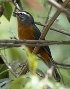 White-browed Conebill