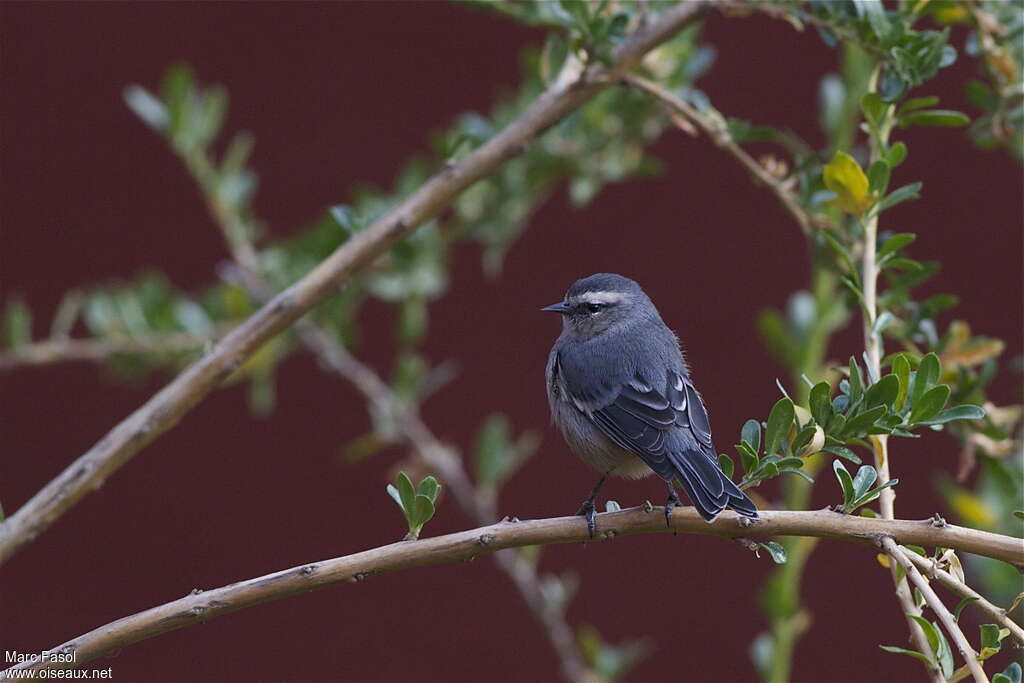 Cinereous Conebilladult, identification, pigmentation