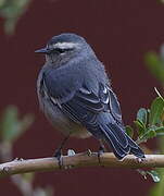 Cinereous Conebill