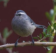 Cinereous Conebill