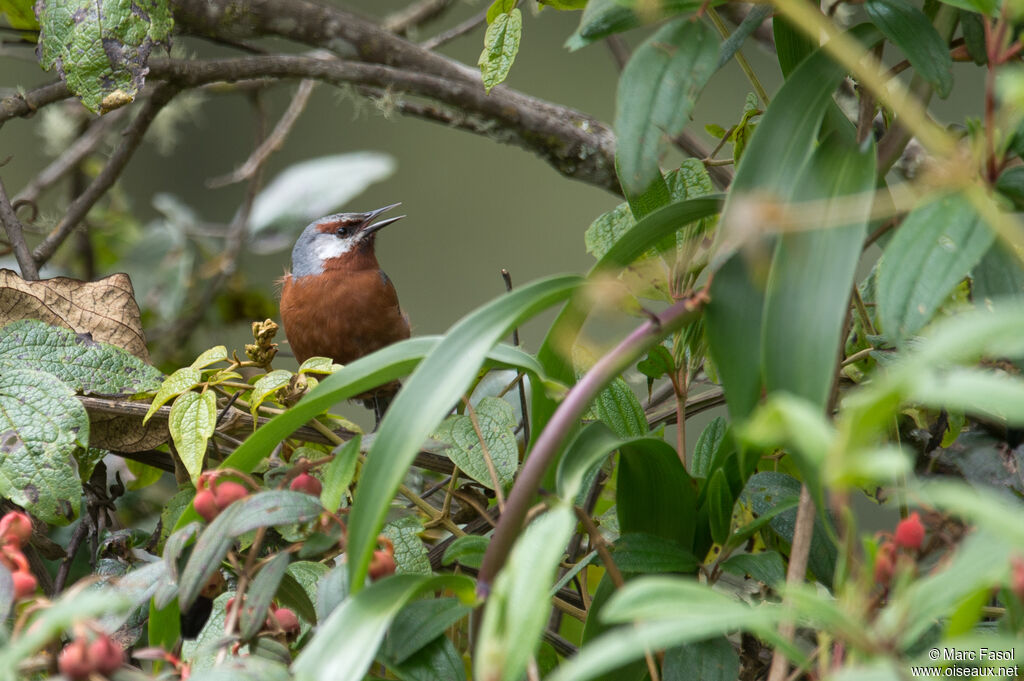 Giant Conebill male adult, song