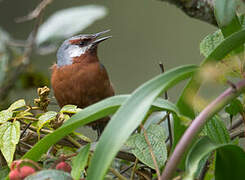 Giant Conebill