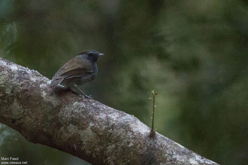 Slaty Gnateater male, identification